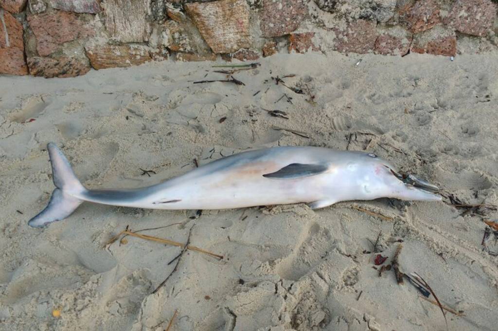Golfinho morto por uma tira de chinelos.