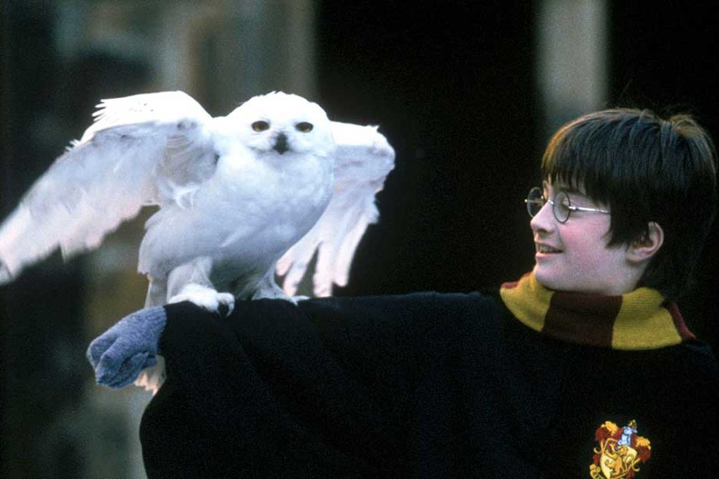 Harry Potter (Daniel Radcliffe) e sua coruja de estimação, Edwiges, no filme Harry Potter e a Pedra Filosofal