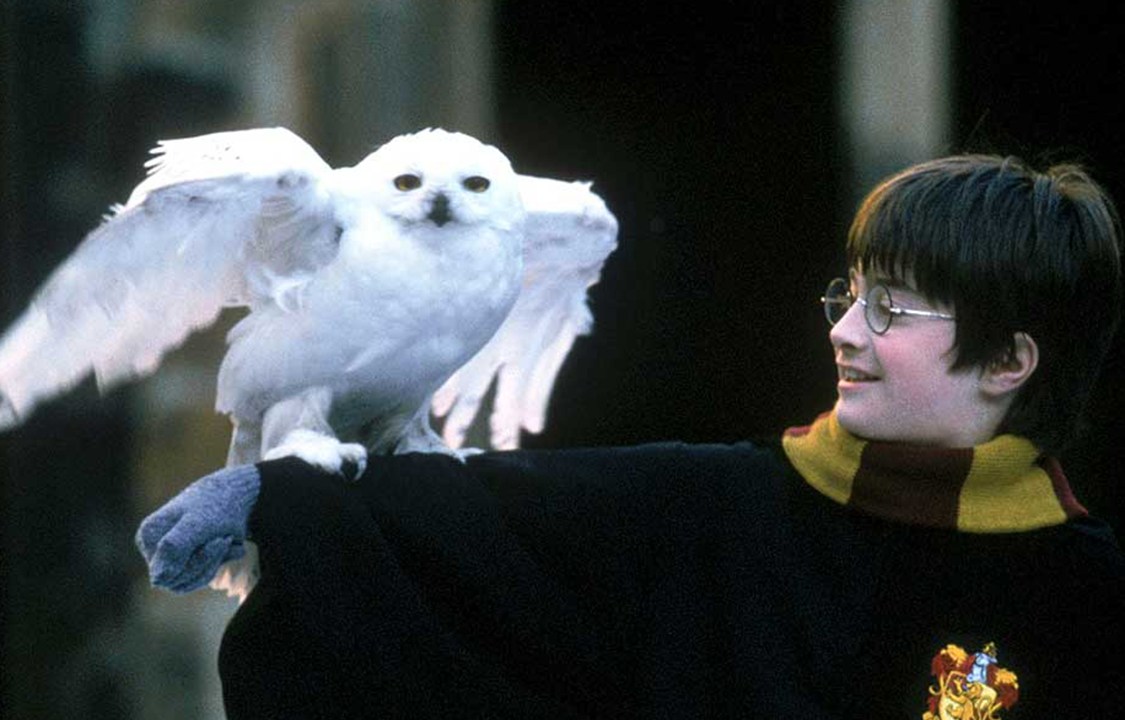 Harry Potter (Daniel Radcliffe) e sua coruja de estimação, Edwiges, no filme Harry Potter e a Pedra Filosofal