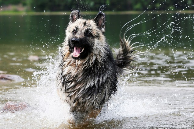 Cachorro corre na água, ao longo da margem do rio Yenisei, em um dia quente de verão, na Sibéria, Rússia - 23/06/2017