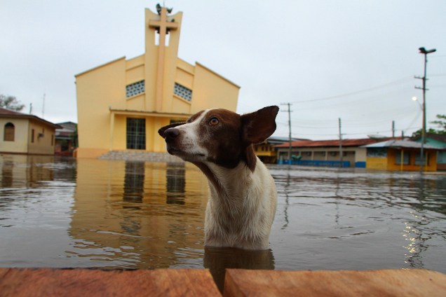Cachorro procura comida na praça central da cidade de Anamã (AM), alagada devido à cheia do Rio Solimões. Mais da metade das cidades do Amazonas estão em situação de emergência, Anamã é a mais afetada delas - 06/06/2017