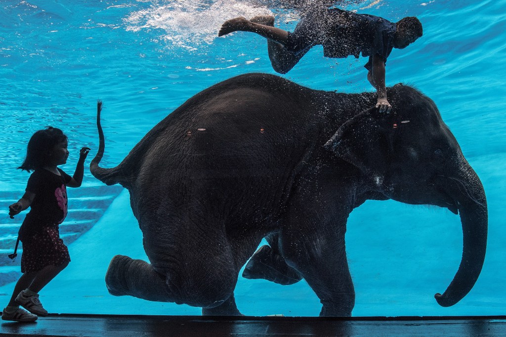 Imagens do dia - Elefanta se apresenta debaixo d'água na Tailândia