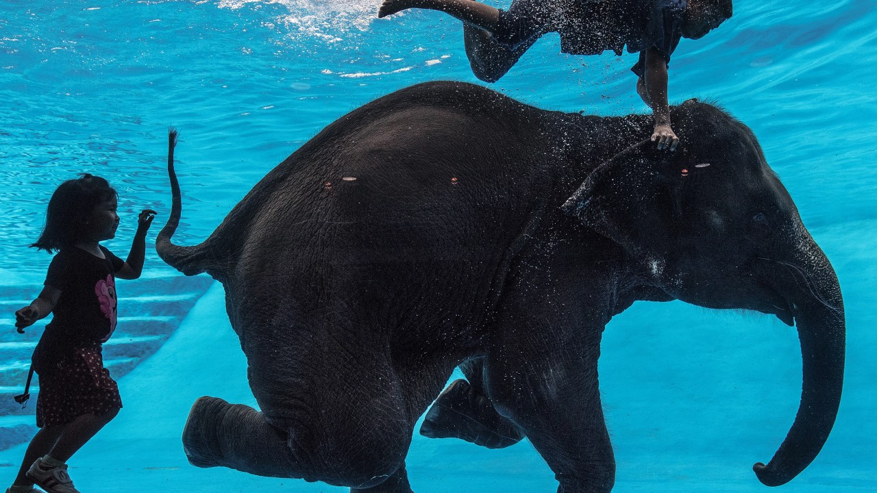 Imagens do dia - Elefanta se apresenta debaixo d'água na Tailândia