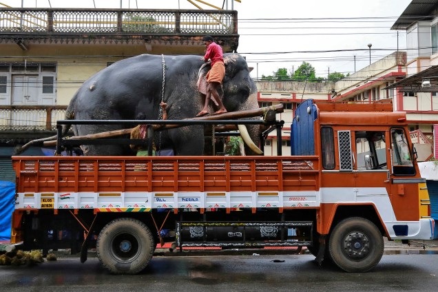 Elefante é transferido em um caminhão para participar de um festival hindu em um templo na cidade de Kochi, na Índia - 28/06/2017