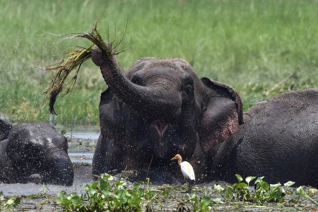 Elefantes asiáticos selvagens buscam alimento em uma área inundada no Santuário de Vida Selvagem de Amchang nos arredores de Guwahati, no estado de Assam, no nordeste da Índia - 07/06/2017