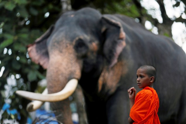 Monge budista fica ao lado de um elefante durante uma cerimônia religiosa em Colombo, no Sri Lanka - 28/06/2017