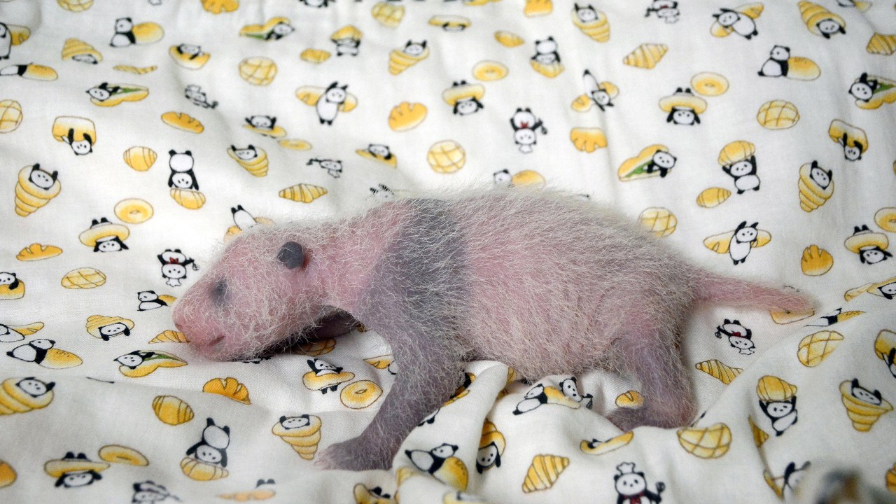 Imagens do dia - Filhote de panda no Japão