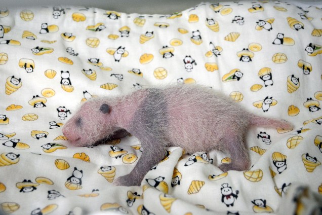 Filhote fêmea da mãe panda Shin Shin, nascida no último dia 12 de junho, é apresentada em fotografia divulgada pelo Tokyo Zoological Park Society, em Tóquio no Japão - 22/06/2017