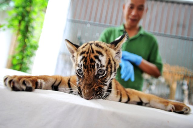 Filhote de tigre é apresentado ao público no zoológico de Guangzhou, província de Guangdong, na China - 22/06/2017