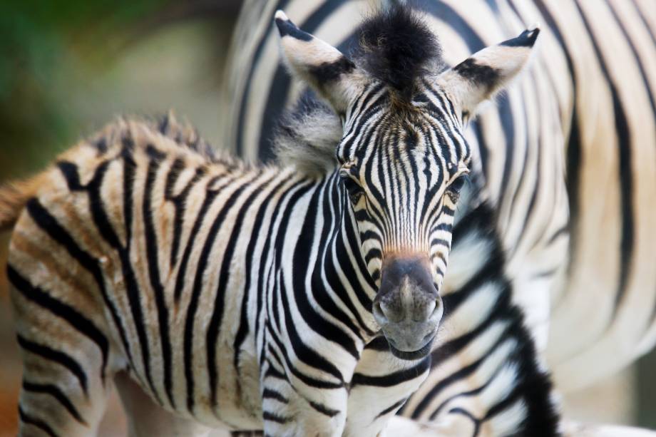 Filhote recém-nascido de zebra de Burchell é fotografado junto de sua mãe no zoológico de Schoenbrunn, em Viena, na Áustria - 29/06/2017