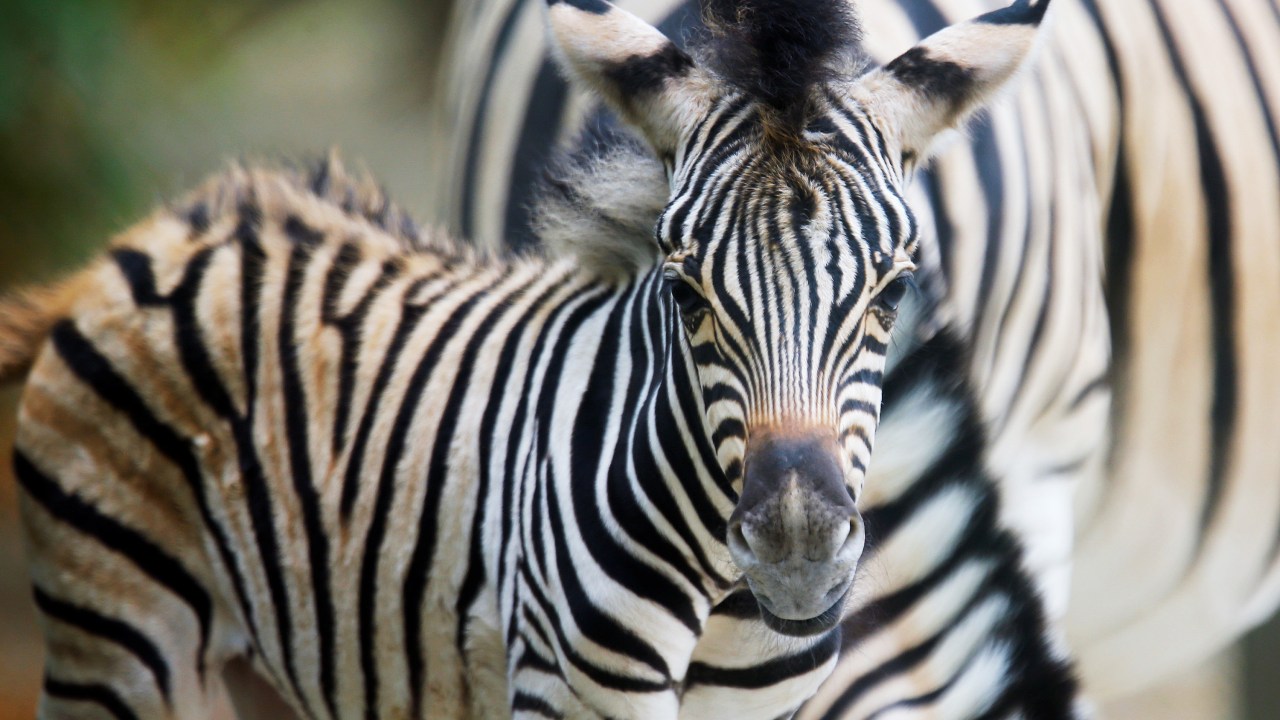 Imagens do dia - Filhote de zebra na Áustria