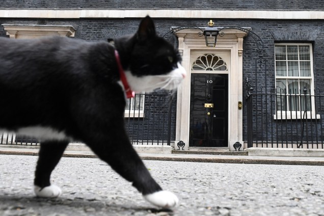 O gato Palmerston, funcionário do Ministério das Relações Exteriores do Reino Unido, responsável pelo controle da população de ratos é fotografado em frente à residência oficial da primeira-Ministra Theresa May em Downing Street, Londres - 09/06/2017