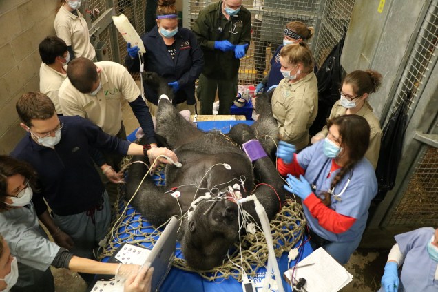 O gorila Little Joe é submetido a anestesia para realização de exames de rotina pela equipe de veterinários do zoológico no Franklin Park Zoo em Boston, nos Estados Unidos
