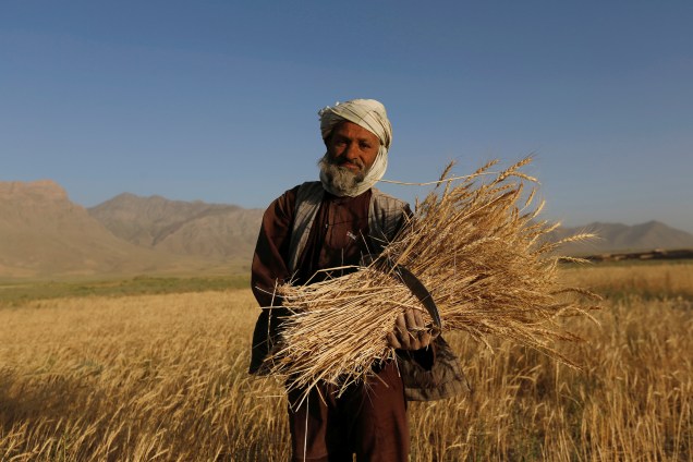 Fazendeiro posa com sua colheita de trigo em uma plantação nos arredores de Cabul, no Afeganistão - 29/06/2017