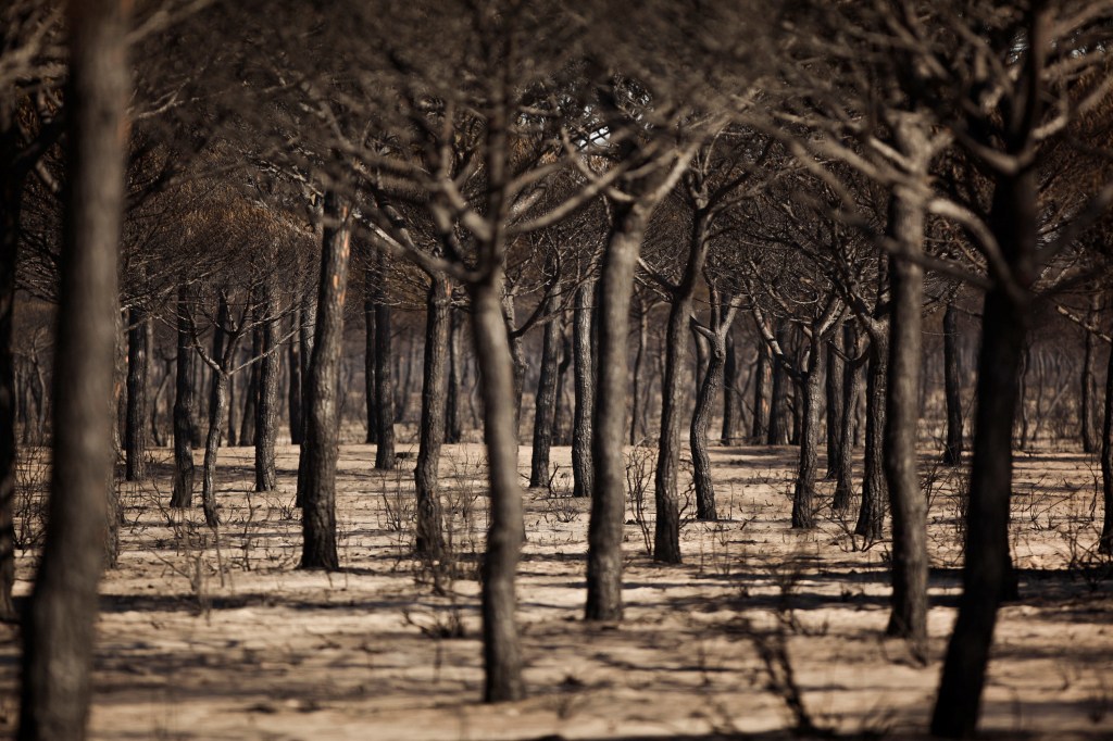 Imagens do dia - Incêndio florestal na Espanha