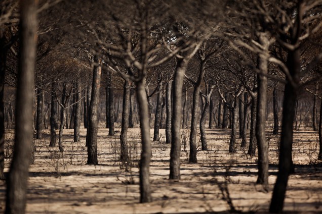 As árvores queimadas são vistas após um incêndio florestal no Parque Nacional de Donana, perto de Matalascanas, no sul da Espanha - 26/06/2017