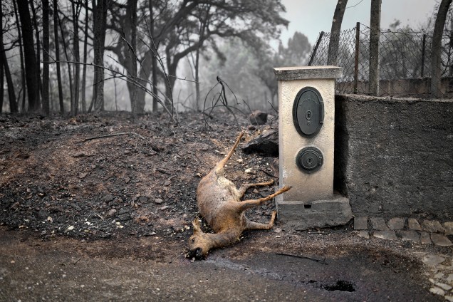 Um cervo morto é fotografado na estrada em uma área afetada por um incêndio florestal na Vila Pedro, Figueiro dos Vinhos, Portugal - 19/06/2017