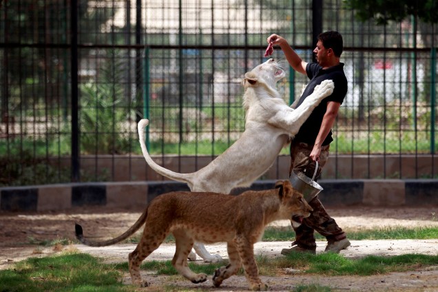 Cuidador alimenta um leão branco no zoológico de Al Zawra em Bagdá, no Iraque. Foto tirada em 15/06/2017