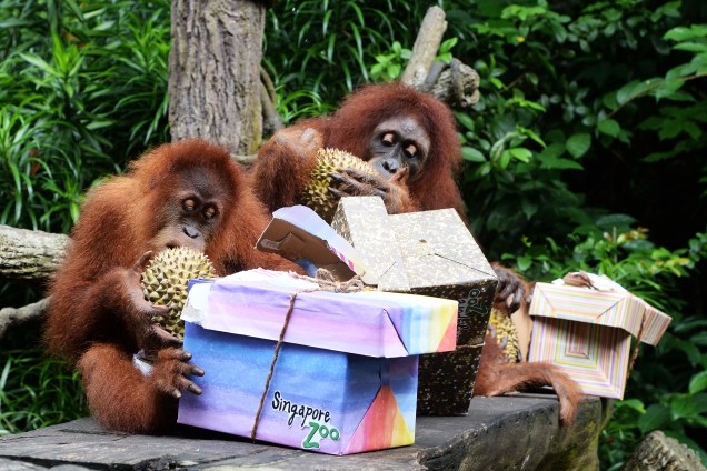 Os orangotangos Ah Meng e Comel recebem frutas de presente durante o  44º aniversário do zoológico de Singapura - 27/06/2017