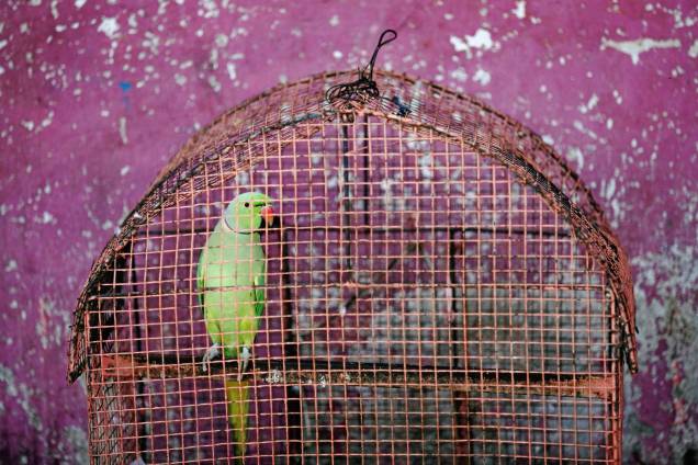 Papagaio é visto dentro de uma gaiola em uma casa em Colombo, no Sri Lanka - 13/06/2017