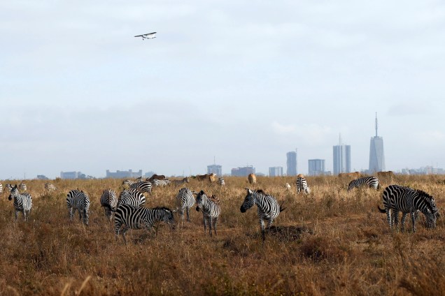 Zebras se alimentam no pasto do Parque Nacional de Nairóbi, no Kenya - 20/06/2017
