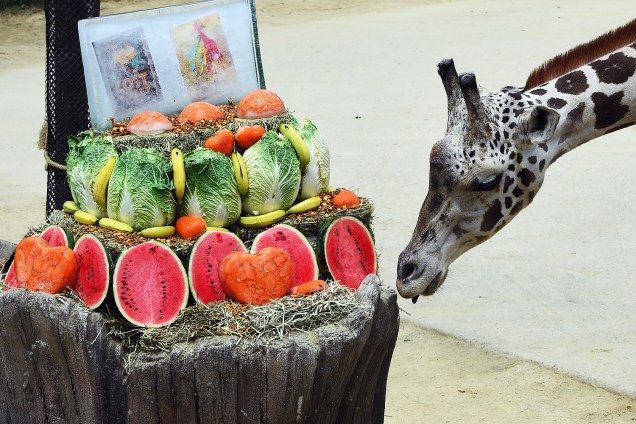 Girafa ganha refeição em meio ao calor do verão no resort animal de Everland em Yongin, Coréia do Sul - 21/06/2017