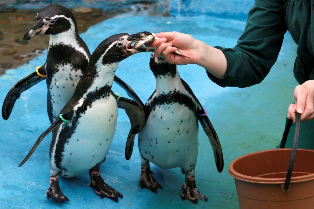 Imagens do dia - Pinguins se alimentam em zoo na Rússia