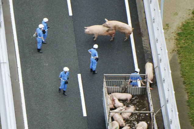 Policiais tentando resgatar porcos que fugiram de um caminhão em uma estrada na cidade de Ikeda, Prefeitura de Osaka, no Japão - 08/06/2017