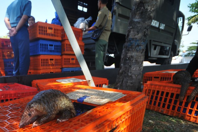 Um pangolin, mamífero mais traficado do mundo, é visto entre as caixas durante apreensão de uma carga de contrabando realizada pelas autoridades em Belawan, na Indonésia - 13/06/2017