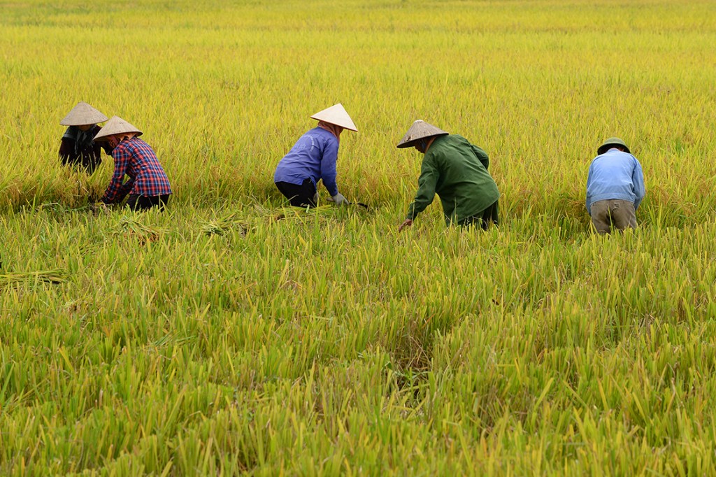 Fazendeiros colhem arroz em uma plantação nos arredores da cidade de Hanoi, no Vietnã