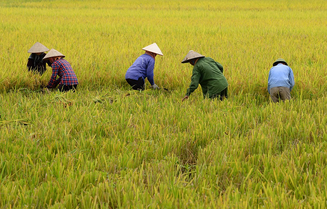 Fazendeiros colhem arroz em uma plantação nos arredores da cidade de Hanoi, no Vietnã