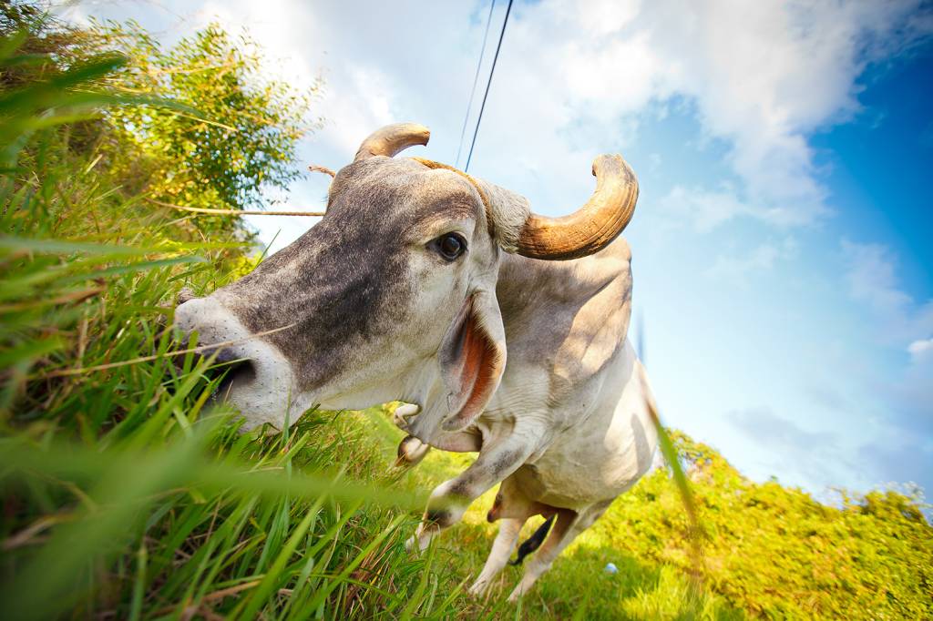 Por que os cubanos não podem abater bois e vacas?