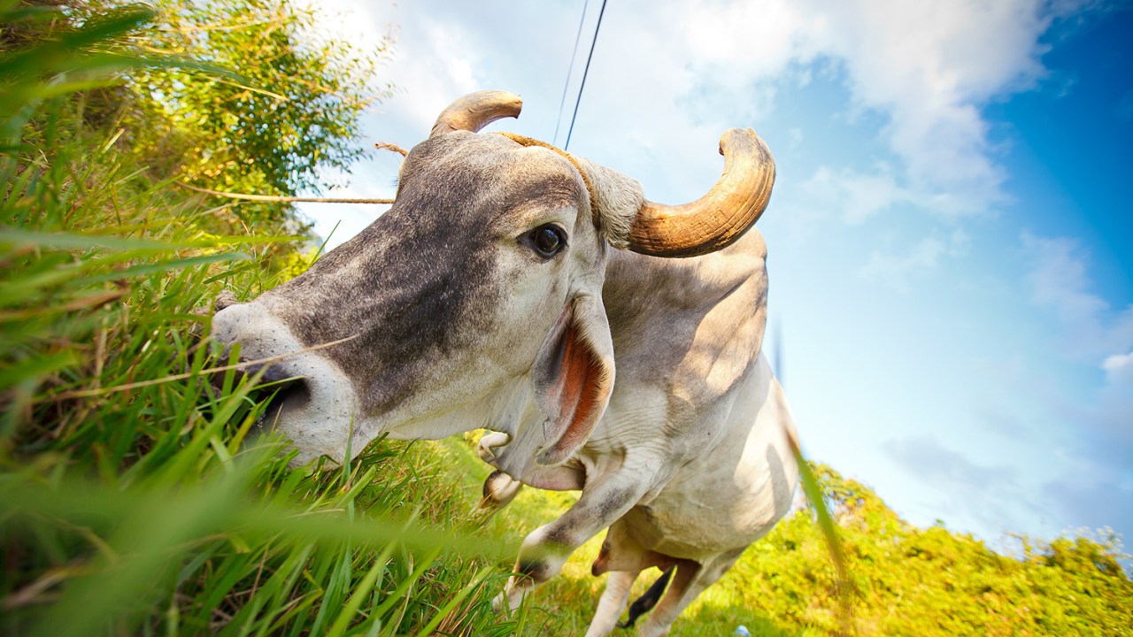 Bois e vacas em Cuba: abate pode render prisão