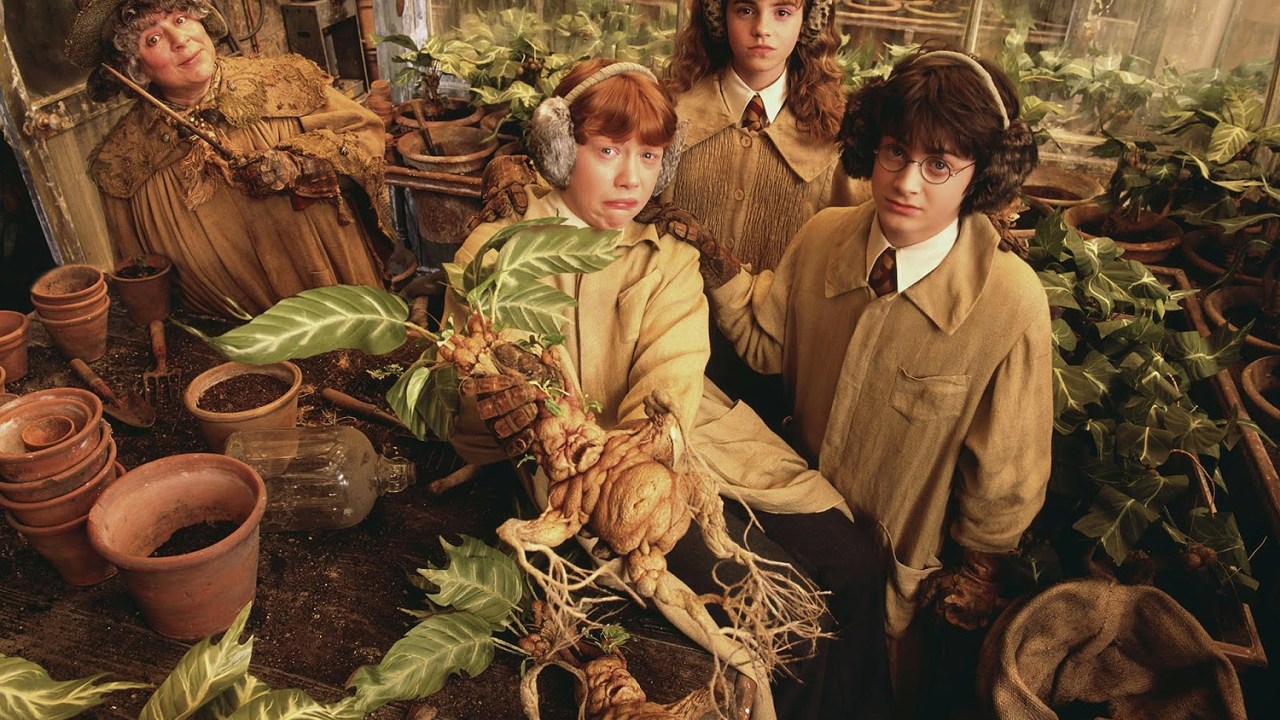 As mandrágoras em Harry Potter