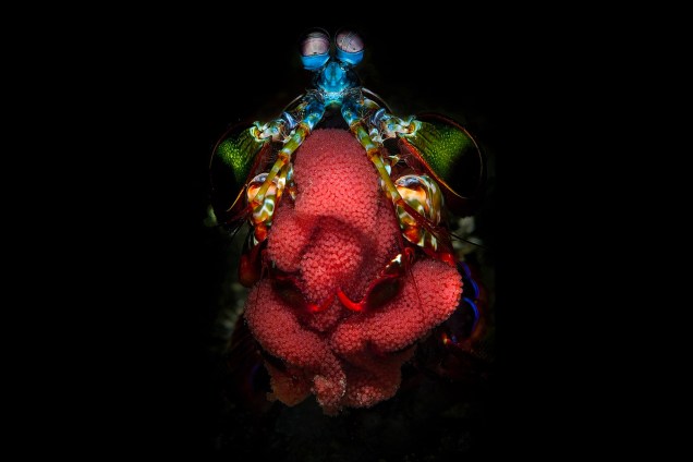 Vida Aquática - Com o título "Mantis Mom", o fotógrafo Filippo Borghi retratou os detalhes de uma espécie de lacraia-do-mar, como é conhecida popularmente. O registro é das profundezas de Lembeth Strait, na Indonesia