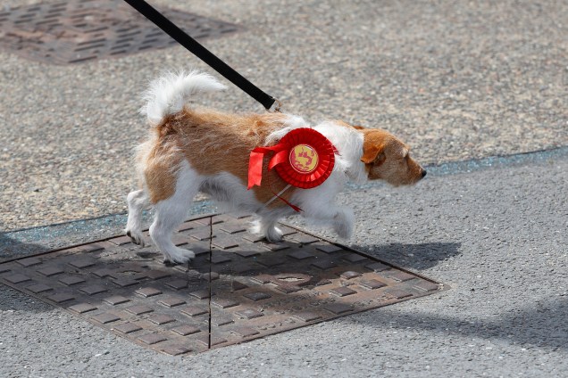 Cachorro usando fita de apoio à candidatura de Jeremy Corbyn.