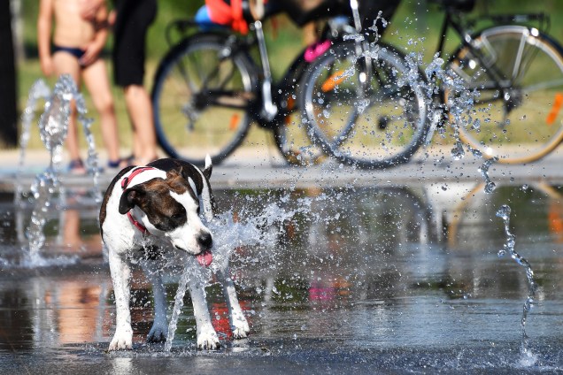 Com a temperatura batendo 35º cachorro se refresca na água de uma fonte em Montpellier, no sul da França - 16/06/2017