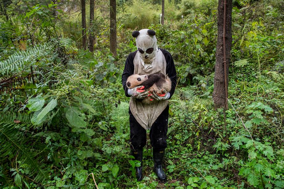 Pandas Gone Wild, Vencedor Humano/ Natureza. No Centro de Pesquisa e Conservação de Hetaoping, na Reserva de Wolong da China, os pandas gigantes são criados em cativeiro com a esperança de serem reintroduzindo-os na natureza. Para evitar que os animais mais joves se apeguem aos cuidadores humanos, a equipe usa figurinos que imitam o padrão característico dos animais