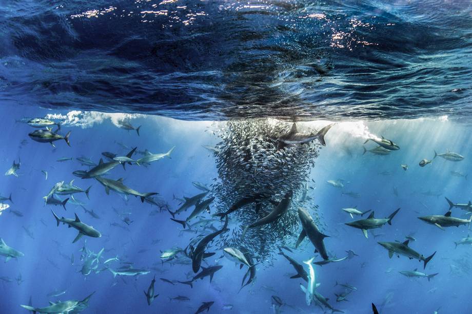 Nas Ilhas Revillagigedo na remota costa oeste do México se encontra um santuário marinho com águas frescas do Pacífico Norte que se misturam com a quente Corrente Equatorial do Norte. Esta convergência rica em nutrientes e plâncton atrai uma diversidade de vida marinha. Na Imagem, o fotógrafo Ralph Pace registra o ataque de centenas de predadores a um cardume de peixes