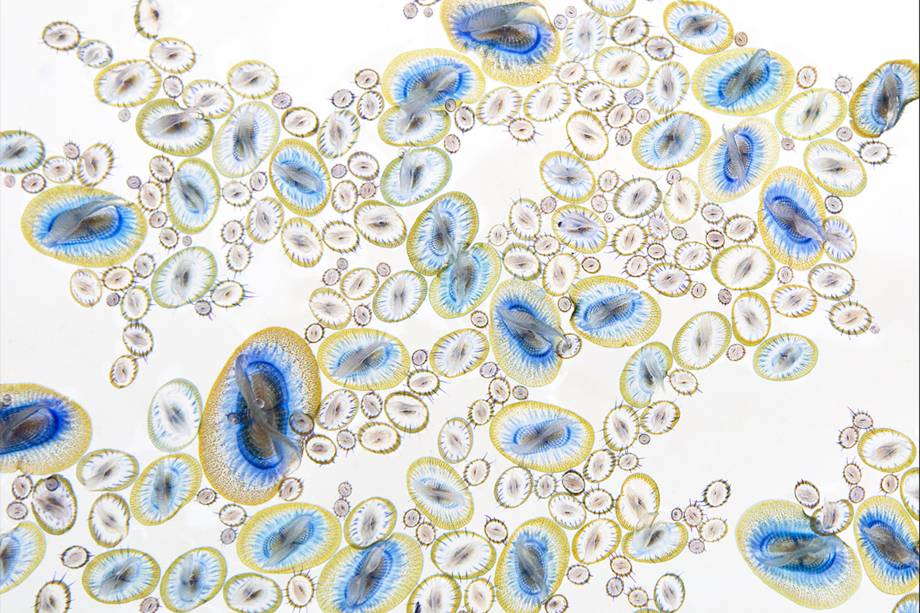 Arte Natural - De Monterey Bay, na Califórnia, Jodi Frediani executou o registro das "Jóias do Mar" uma espécie de hidrozoário flutuante pelágico ((Velella velella) semelhante a águas-vivas