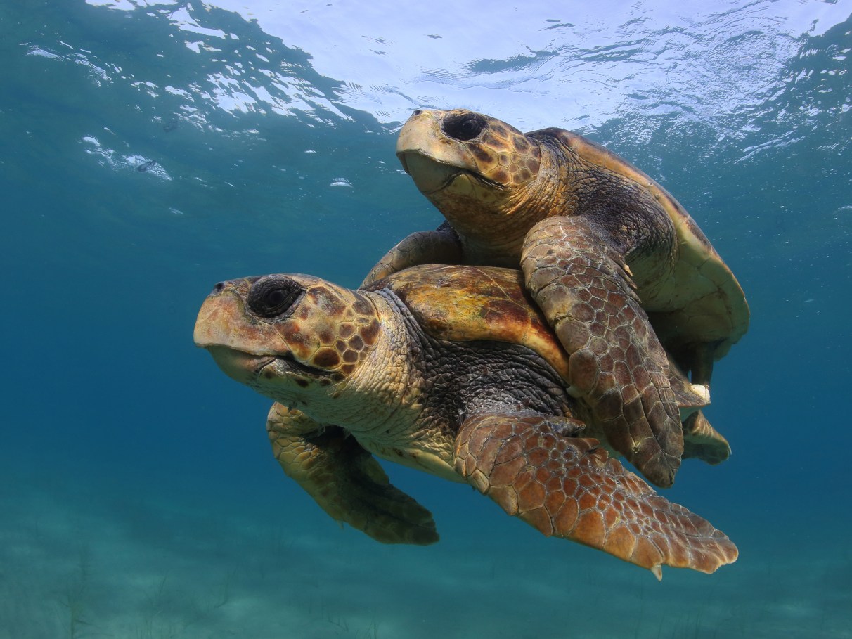 Fêmeas podem virar maioria entre tartarugas marinhas | VEJA