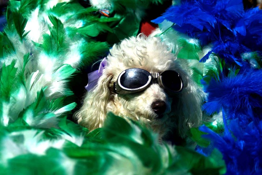 Donos levam seus cachorrinhos para festejar a Parada do Orgulho LGBT em São Paulo - 18/06/2017