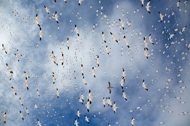 Vida nos Ares - Com o título de "Snow Globe" a fotógrafa Denise Ippolito, registra o vôo mágico das aves no céu de Bosque del Apache, Novo Mexico Vida nos Ares - Com o título de "Snow Globe" a fotógrafa Denise Ippolito, registra o vôo mágico das aves no céu de Bosque del Apache, Novo Mexico