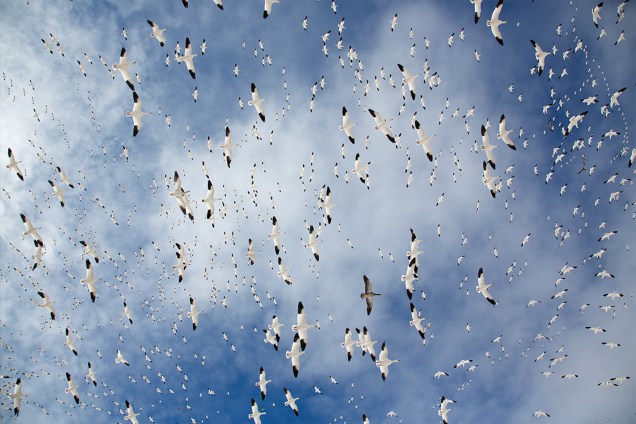 Vida nos Ares - Com o título de "Snow Globe" a fotógrafa Denise Ippolito, registra o vôo mágico das aves no céu de Bosque del Apache, Novo Mexico