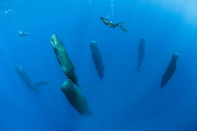 Dorminhocos Sincronizados, Finalista Humano/Natureza. O fotógrafo Franco Banfi e seus colegas mergulhadores seguiam um grupo de cachalotes (Physeter macrocephalus) no Mar do Caribe, perto de Dominica, quando os animais gigantes de repente pareceram cair em um sono vertical Dorminhocos Sincronizados, Finalista Humano/Natureza. O fotógrafo Franco Banfi e seus colegas mergulhadores seguiam um grupo de cachalotes (Physeter macrocephalus) no Mar do Caribe, perto de Dominica, quando os animais gigantes de repente pareceram cair em um sono vertical