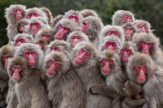 Quanto Mais Melhor, Finalista de Vida Selvagem Terrestre. Quando as temperaturas caem, os macacos muitas vezes se amontoam para agrupar o calor do corpo, formando o que é conhecido como saru dango ou "bolinho de macaco". Registro do fotógrafo Alexandre Bonnefoy na Ilha de Shōdoshima, no Japão
