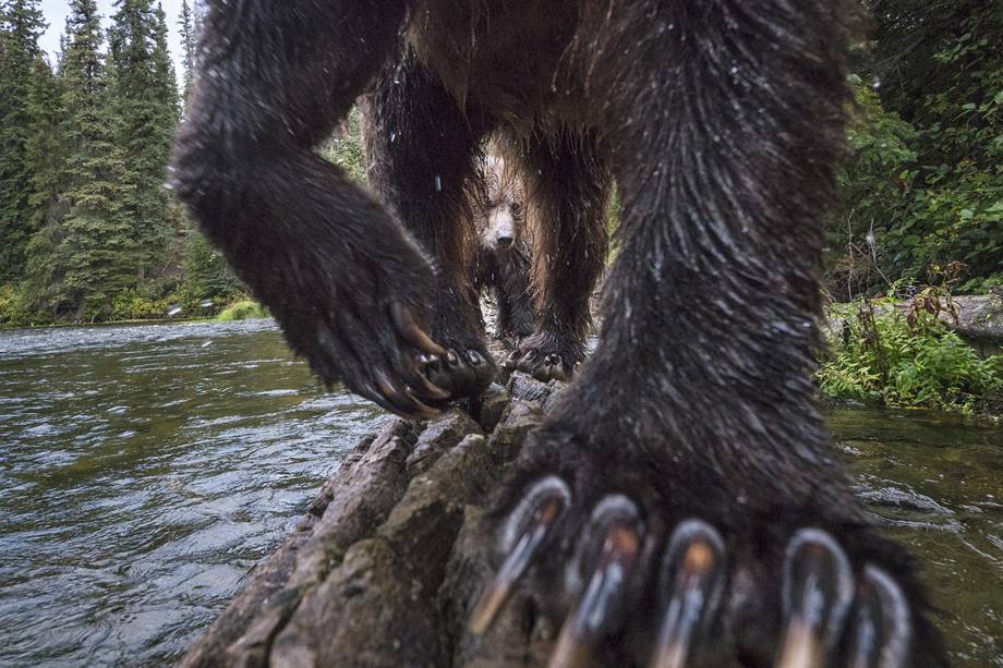 Caçadores de Salmão, finalista em Vida Selvagem Terrestre. Para capturar esse ponto de vista de uma ursa com seu filhote, o fotógrafo Peter Mather criou uma espécie de armadilha com a câmera em um tronco em um local que serviria de passagem para os animais enquanto pescavam salmão no rio Yukon, no Canadá