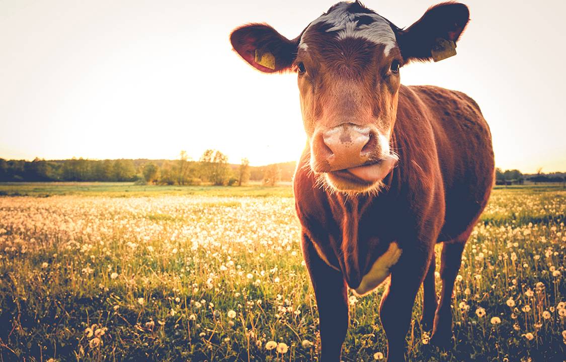 Vaca marrom