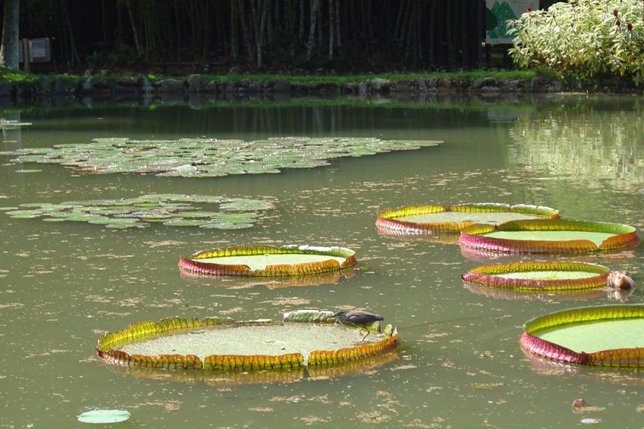 Vitória-Régia no lago Frei Leandro, no Jardim Botânico.