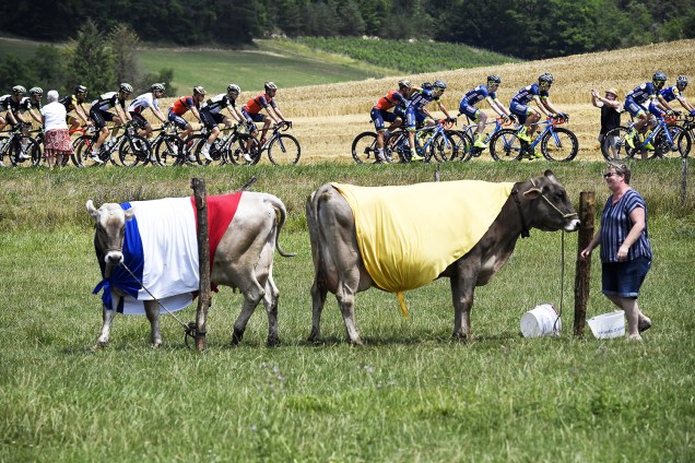 Pelotão de ciclistas passa por vacas vestidas com as cores da bandeira da França e o amarelo de líder geral durante a sétima etapa da 104ª edição da corrida de ciclismo Tour de France, de 213,5 km entre Troyes E Nuits-Saint-Georges, na França - 7 de julho de 2017